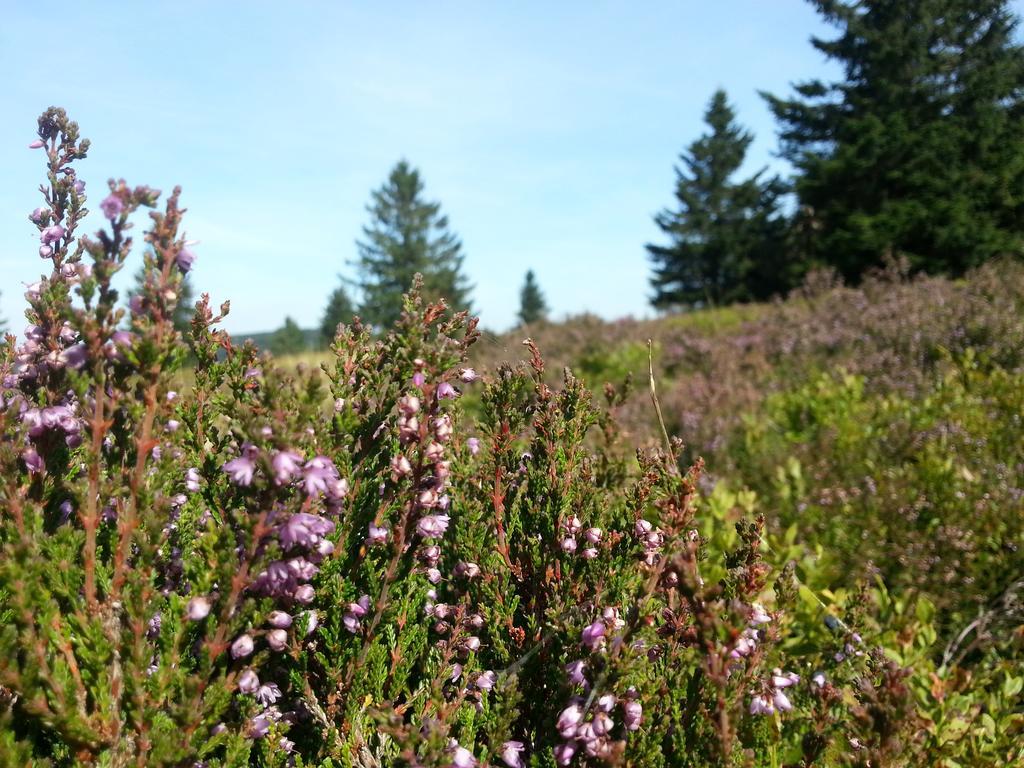 Ferienwohnungen Luge - Winterberg Exteriör bild